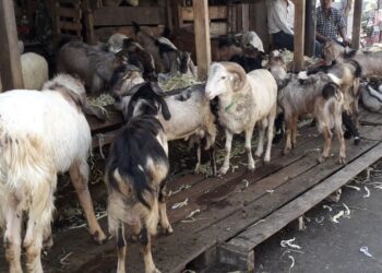 Kemenkes Imbau Masyarakat Tetap Jaga Jarak Saat Pemotongan Hewan Qurban