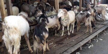 Kemenkes Imbau Masyarakat Tetap Jaga Jarak Saat Pemotongan Hewan Qurban