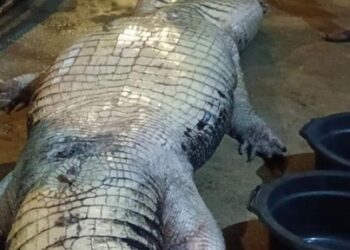 Buaya Raksasa 585 Kg di Indragiri Hilir Mati, Isi Perut Penuhi Sampah Plastik dan Benda Tajam