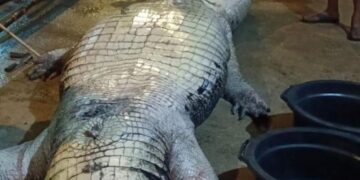 Buaya Raksasa 585 Kg di Indragiri Hilir Mati, Isi Perut Penuhi Sampah Plastik dan Benda Tajam