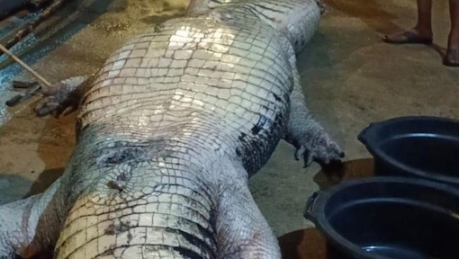 Buaya Raksasa 585 Kg di Indragiri Hilir Mati, Isi Perut Penuhi Sampah Plastik dan Benda Tajam