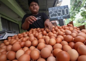 Kebutuhan Telur Melonjak Akibat MBG, Mentan: Momentum Penting Gerakkan Ekonomi Pedesaan