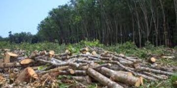Pemerintah Hentikan Izin PBPH Bermasalah, Prioritaskan Pemulihan Banjir Sumatra