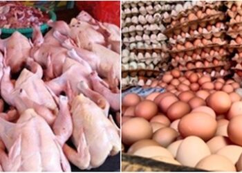 Pasok MBG, Pemerintah Fokus Swasembada Telur dan Ayam Mulai 2026