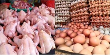 Pasok MBG, Pemerintah Fokus Swasembada Telur dan Ayam Mulai 2026