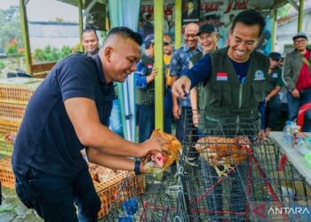 Pemkot Bogor Kembangkan Ayam Petelur Berbasis LPM untuk Pasok Program MBG