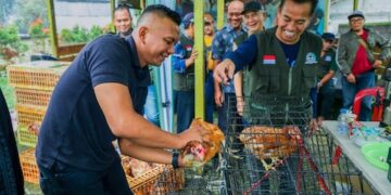 Pemkot Bogor Kembangkan Ayam Petelur Berbasis LPM untuk Pasok Program MBG
