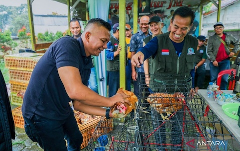 Pemkot Bogor Kembangkan Ayam Petelur Berbasis LPM untuk Pasok Program MBG