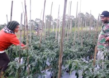 MBG Dongkrak Harga Sayur di Manggarai, Petani Nikmati Lonjakan Permintaan