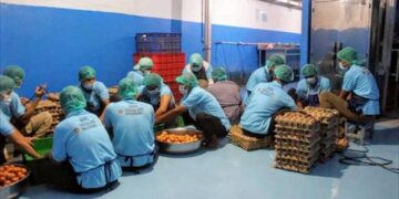 Dari Roti hingga Sayur, Rantai Pasok Lokal Tumbuh Bersama MBG