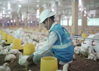 MBG Disebut Bisa Ubah Wajah Industri Peternakan, Permintaan Protein Hewani Melonjak