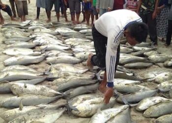 MBG Serap 32 Ton Ikan per Bulan, Nelayan Simeulue Didorong Jadi Pemasok Utama