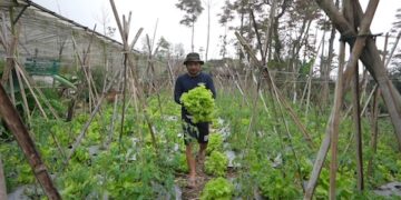 MBG Buka Pasar Baru, Petani Sayur Boyolali Rasakan Dampak Langsung