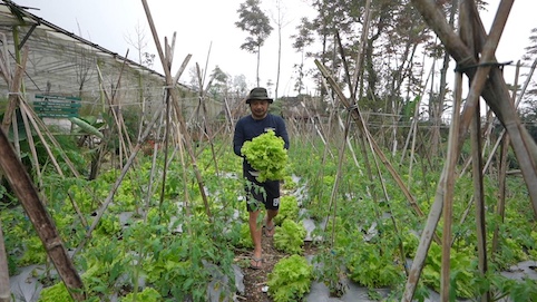 MBG Buka Pasar Baru, Petani Sayur Boyolali Rasakan Dampak Langsung