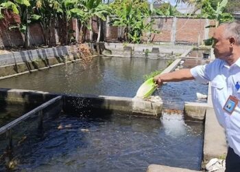 Program MBG Dongkrak Permintaan, PD Agro Selaparang Kebanjiran Order Ikan dan Beras