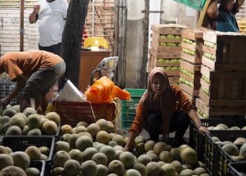 Pedagang Pasar Gede Raup Berkah MBG, Melon Laku Hingga 4 Ton