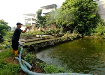 Permintaan Ikan Naik Tajam, Pembudidaya di Karanganyar Rasakan Dampak Ekonomi Program MBG