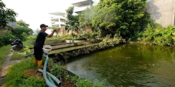 Permintaan Ikan Naik Tajam, Pembudidaya di Karanganyar Rasakan Dampak Ekonomi Program MBG
