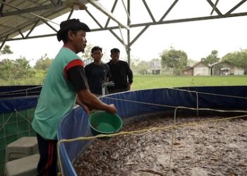 Program MBG Dongkrak Perikanan Pati, Permintaan Lele hingga Bandeng Meningkat