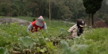 Program MBG Jaga Stabilitas Harga Sayur Petani Boyolali