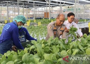 Greenhouse Polda Metro Jaya Panen Sawi dan Ikan Patin, Perkuat Pasokan Bahan Baku MBG di Palmerah
