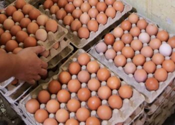 Pemerintah Andalkan MBG untuk Serap Produksi Telur dan Jaga Harga di Tingkat Peternak