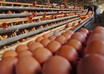 Harga Telur Anjlok, Jatim Andalkan MBG dan Ekspor untuk Selamatkan Peternak