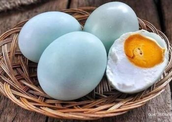 Telur Bebek untuk MBG, Solusi Ganda bagi Gizi Anak dan Kesejahteraan Peternak