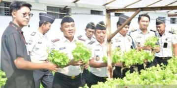 Selada Hidroponik Hasil Kerja Narapidana di Lapas Kelas IIB Lamongan Masuk Rantai Pasok MBG