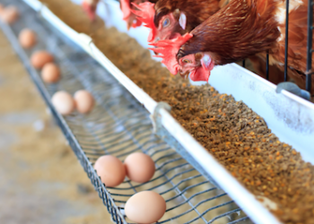 PTPN I Bangun Peternakan Ayam Terintegrasi di Bone, Siap Perkuat Pasokan Telur untuk Program MBG
