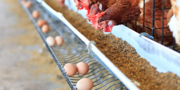 PTPN I Bangun Peternakan Ayam Terintegrasi di Bone, Siap Perkuat Pasokan Telur untuk Program MBG
