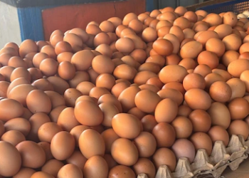 Harga Telur Anjlok, MBG Jadi Penyangga, Pemerintah Hubungkan Dapur Gizi dengan Peternak Rakyat