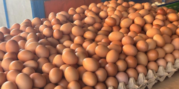Harga Telur Anjlok, MBG Jadi Penyangga, Pemerintah Hubungkan Dapur Gizi dengan Peternak Rakyat