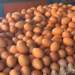 Harga Telur Anjlok, MBG Jadi Penyangga, Pemerintah Hubungkan Dapur Gizi dengan Peternak Rakyat