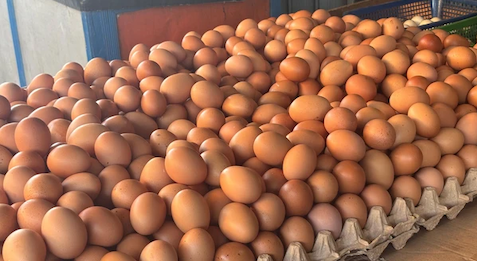 Harga Telur Anjlok, MBG Jadi Penyangga, Pemerintah Hubungkan Dapur Gizi dengan Peternak Rakyat