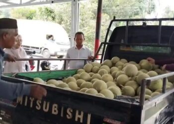 Program MBG Jadi Pasar Baru Petani, Melon Lokal Bangka Barat Masuk Dapur SPPG