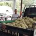Program MBG Jadi Pasar Baru Petani, Melon Lokal Bangka Barat Masuk Dapur SPPG