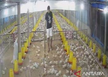 MBG Beri Efek Berganda, Usaha Peternak Ayam di Jambi Ikut Tumbuh