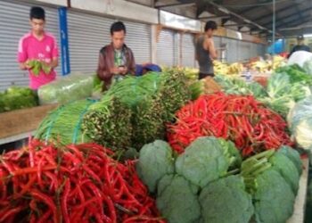 Petani Lebak Disiapkan Jadi Pemasok MBG, Pemkab Kembangkan Sentra Sayuran Dataran Tinggi