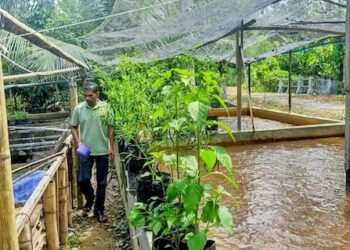 Permintaan dari Dapur MBG Dongkrak Usaha Peternak Lele Aceh Barat Daya
