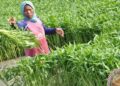 Kebutuhan Sayur MBG Tinggi, Petani Gorontalo Utara Diminta Tangkap Peluang