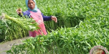 Kebutuhan Sayur MBG Tinggi, Petani Gorontalo Utara Diminta Tangkap Peluang