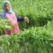 Kebutuhan Sayur MBG Tinggi, Petani Gorontalo Utara Diminta Tangkap Peluang