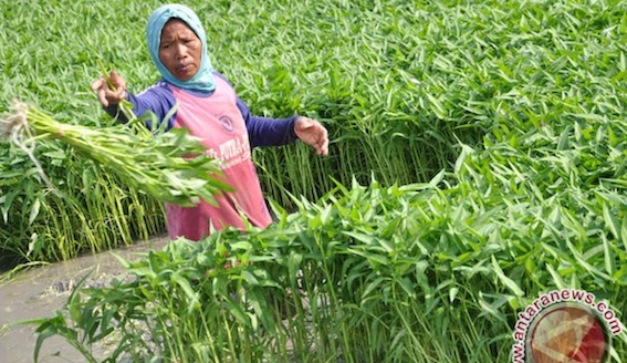 Kebutuhan Sayur MBG Tinggi, Petani Gorontalo Utara Diminta Tangkap Peluang