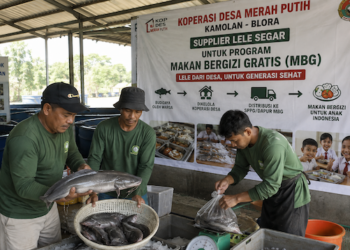 Pemerintah Hubungkan Koperasi Desa dengan Dapur MBG, Petani Tak Lagi Bingung Cari Pembeli